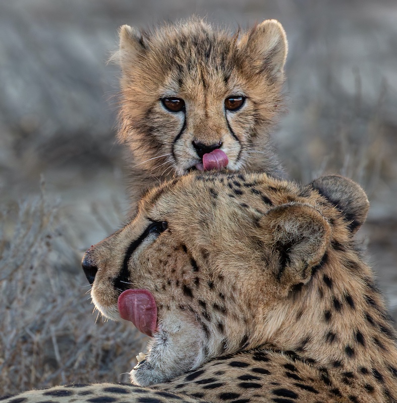 Hermanus Photographic Society - Carina de Klerk - Mimicking mom