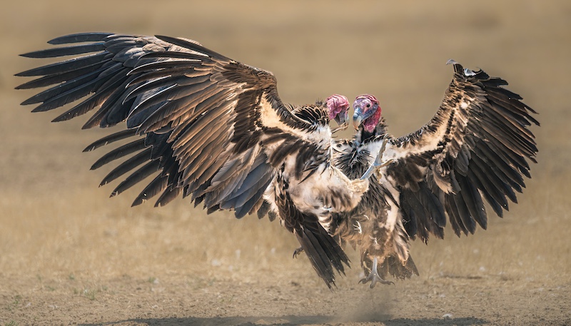 Hibiscus Coast Photographic Society - Kathy Kay - Lappets in a fierce battle