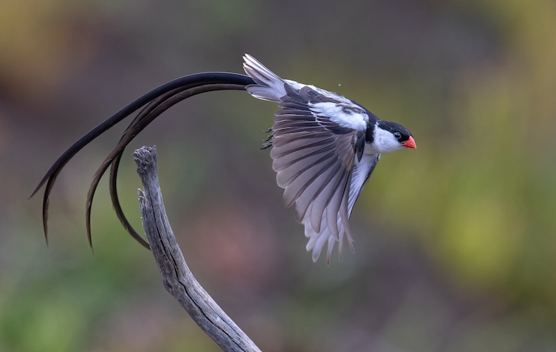 Knysna Photographic Society - Pieter Mare - Pin tailed whydah
