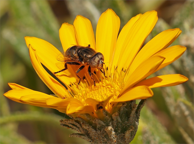 Kowie Camera Club - Sandy Sutherland - Hoverfly