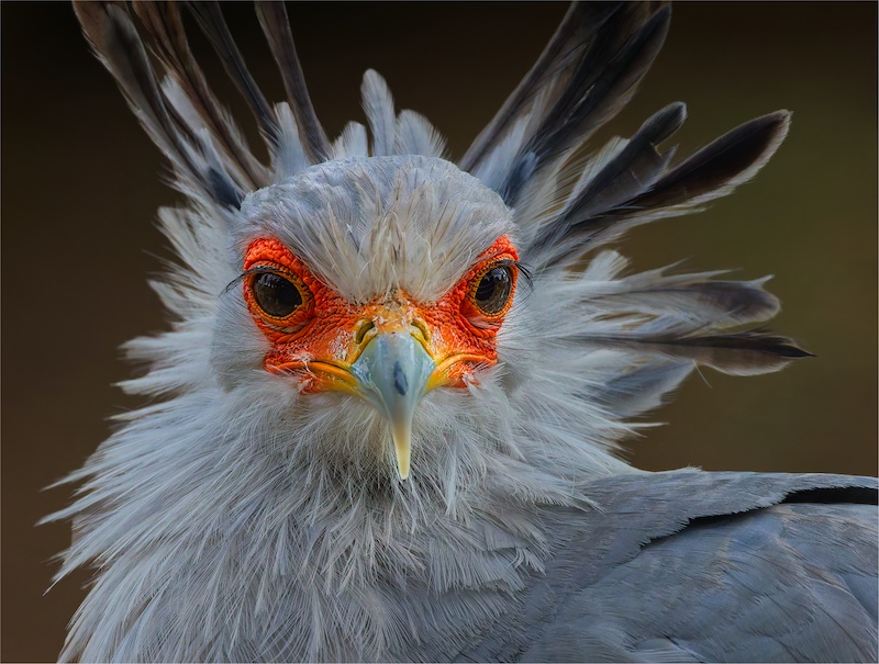 Magalies Foto Fun Club - Petra Scheelers - NW001-2771615-Sekretaris Voel  8119.jpg