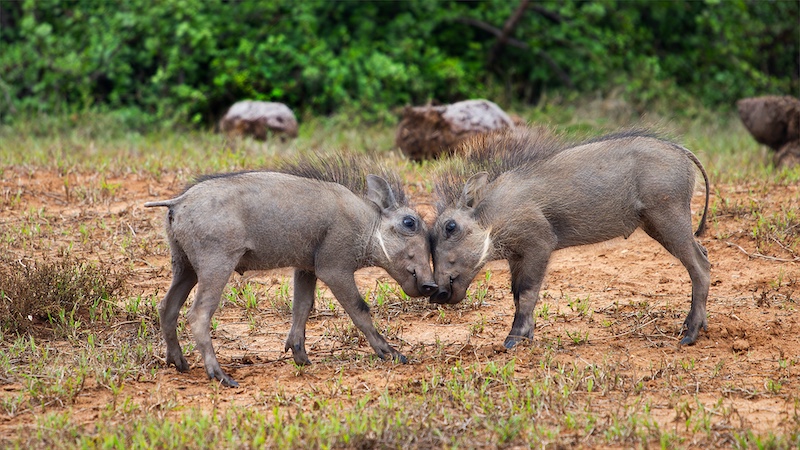 Maritzburg Camera Club - Carol Phillips - Little bush scuffle