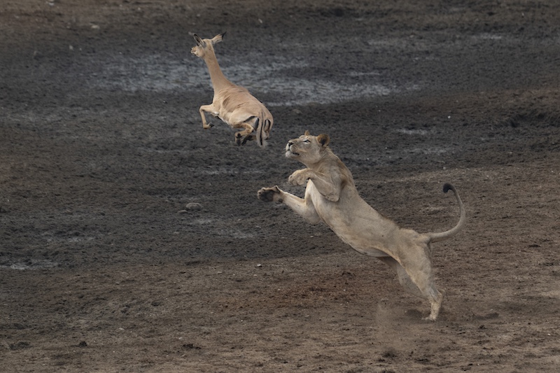 Midlens Fotoklub - Nellie  Tromp - Desperate Leap