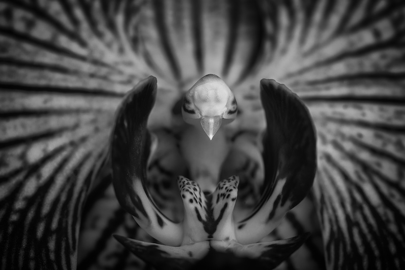 National Photographic Club - Alta Oosthuizen - A bird is the heart of the orchid