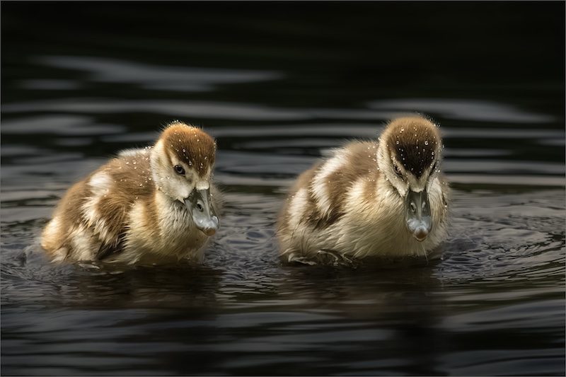 Randburg Foto Klub-Randburg Photo Club - Chris Joubert - Webbed feet Ducklings