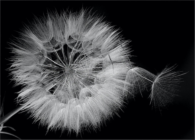 Tafelberg  Fotografieklub - Esme Bruwer - Blowing away into the wind