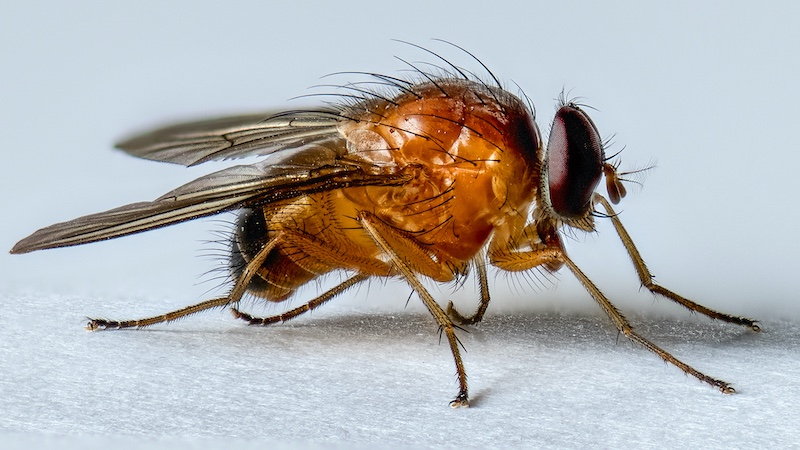 Tygerberg Photographic Society - Bennie Vivier - Unwelcome visitor in the Kitchen