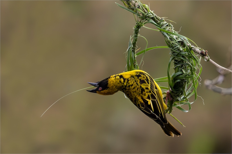 Westville Camera Club - Jen Adam - Weaving Magic