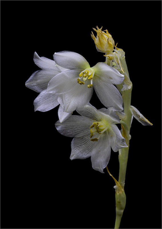 Witzenberg Photographic Society - Mariana Visser - Ornithogalum thyrsoides