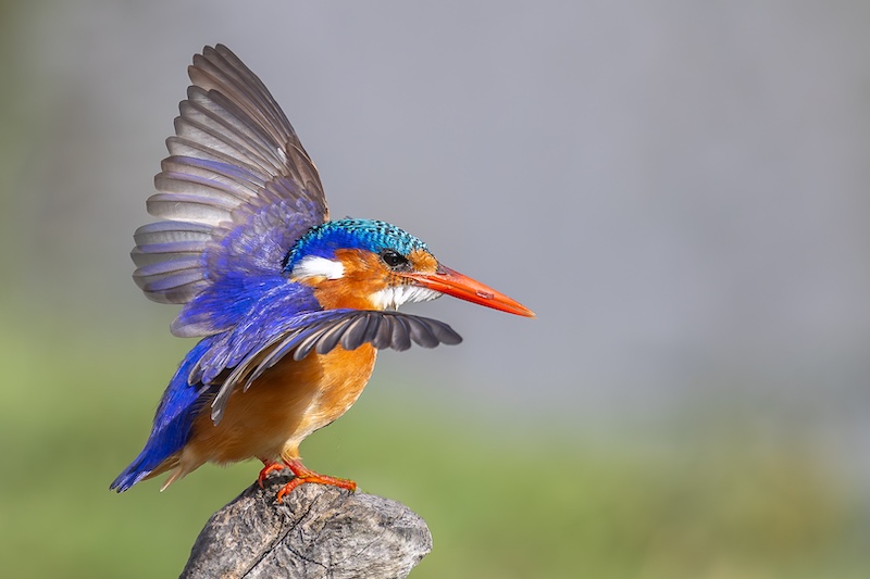 Amanda Du Toit - Tafelberg Fotografieklub - Malachite in Motion
