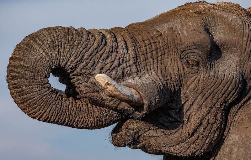 Anton La Grange - Mosselbaai Kameraklub - Thirsty