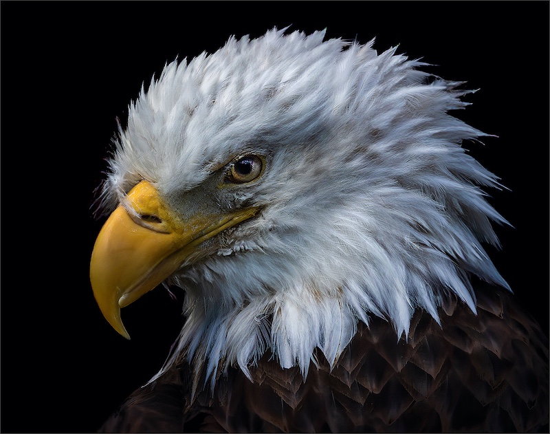 Cobus Manders - Bethal Fotografie Klub - Bald Eagle Portrait