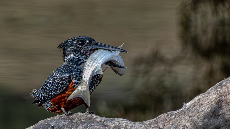 Eileen Covarr - Knysna Photographic Society - Fish for a king