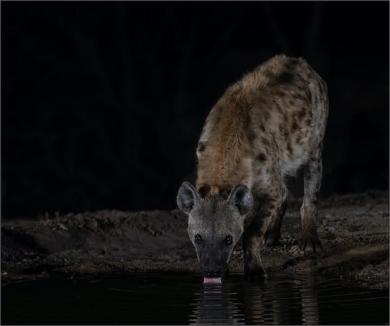 Eric Bosman - Kriel Foto Club - Waaksame hyena