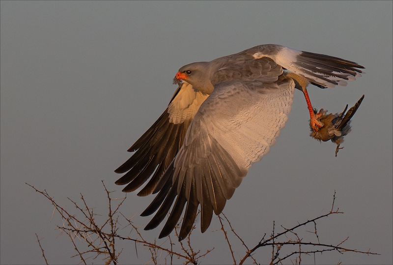 Leon Venter - Bethal Fotografie Klub - BLEEKSINGVALK MET PROOI