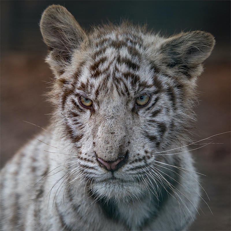 Louis van der Walt - Sasol Highveld Photography Club - MM Tiger Cub 2- Not Impressed