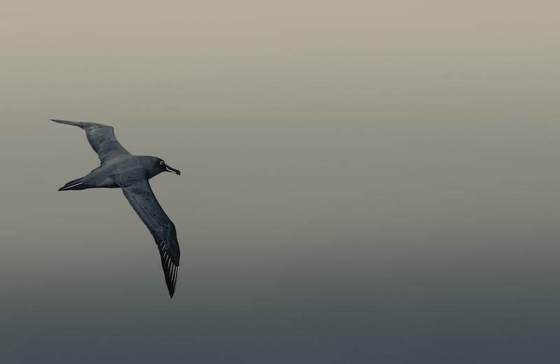 Nicolette Forbes - Ballito Photo Club - Ethereal Simplicity