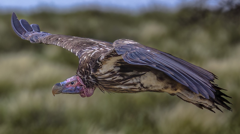 Sharlene Cathro - Princes Grant Camera Club - Lappet landing
