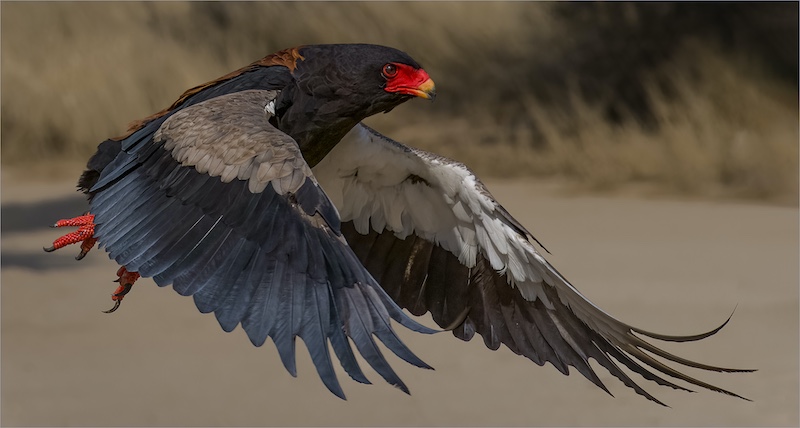 Theo Van Der Merwe - Boksburg Camera Club - Soaring with painters palette of colours