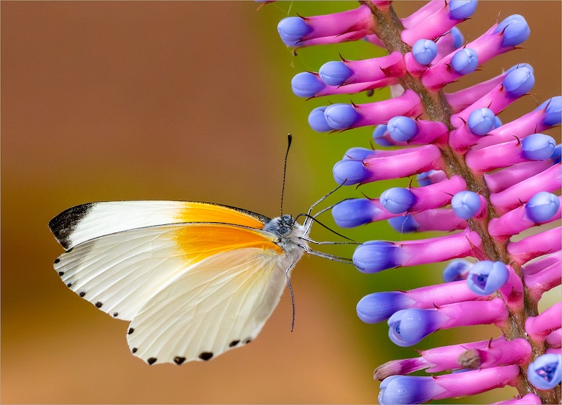 AFO - Johan Cloete - Hier kan nektar wees