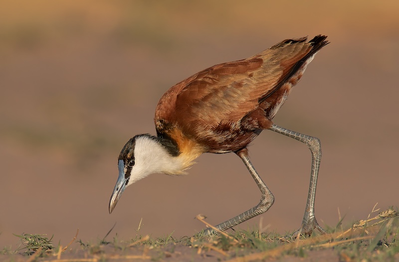 Bethal Fotografie Klub - Landi Drotsky - Soek vir kos