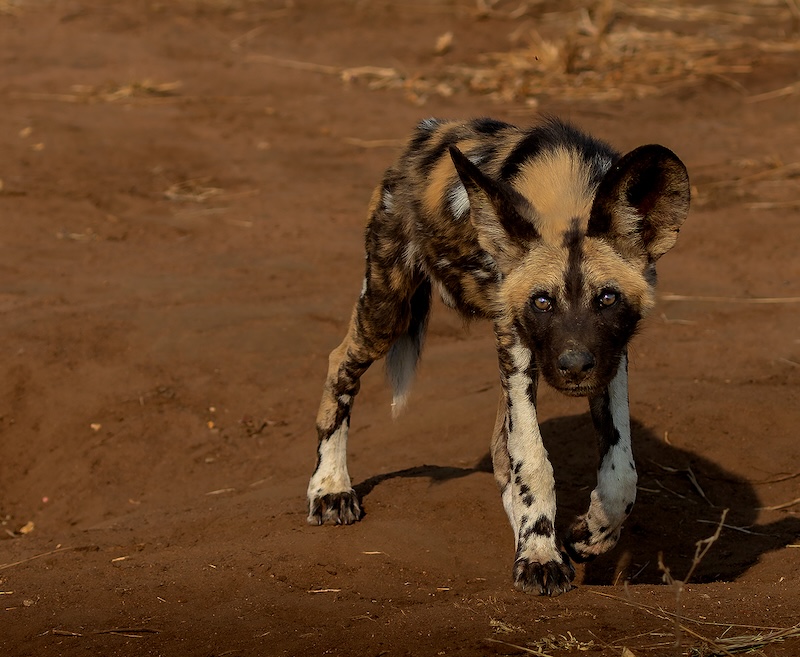 Bethal Fotografie Klub - Priscilla Drotsky - Curios