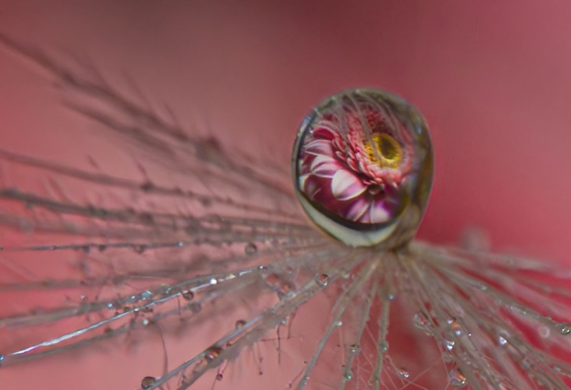 Centurion Camera Club - Marriette Hobkirk-van Wyk - Encapsulated