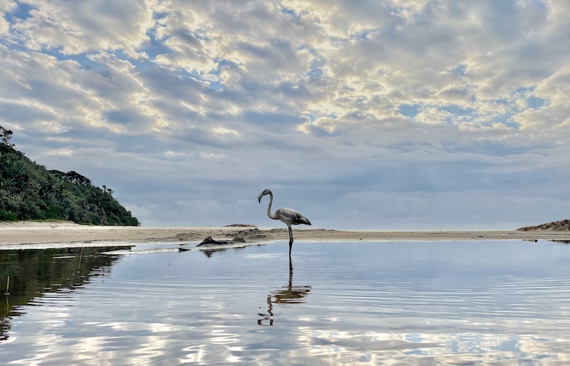Hibiscus Coast Photographic Society - Phillip Lennon - Alone