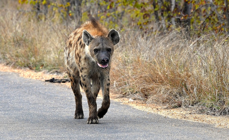 Klerksdorp Fotografie Klub - Linda Bronkhorst - On the move