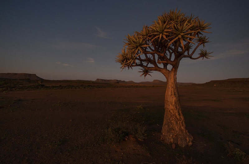 Knysna Photographic Society - Dimitra Hunter - Desert rose