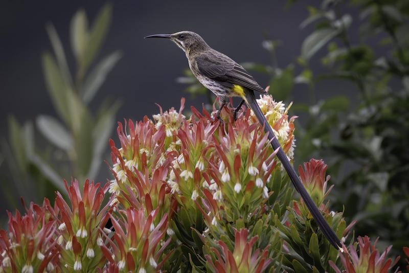 Knysna Photographic Society - Terence Clarke - Amongst the proteas