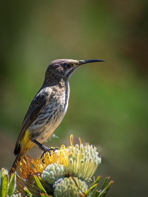 Kowie Camera Club - Koos Franken - Cape Sugar Bird