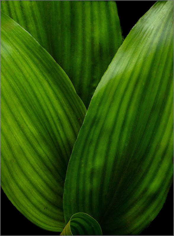 Krugersdorp Camera Club - Dorita Dempers - Tres and a bit