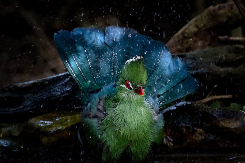 Port Elizabeth Camera Club - Alan Millard - Splish splash I was taking a bath