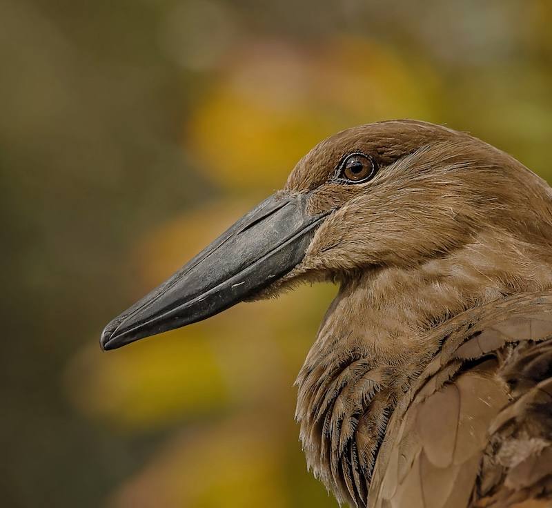 Port Elizabeth Camera Club - Colin Lyall - Hamerkop kop