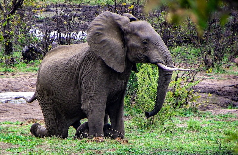 SAVAS - Kobus de Meyer - Ag please