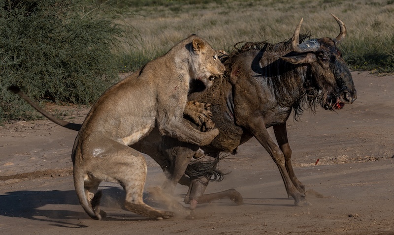 Sandton Photographic Society - Jacques Muller - Two on One