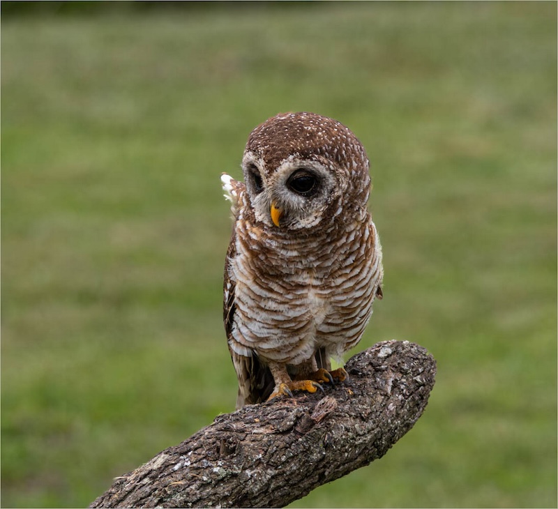 Sapphire Coast Camera Club - CJ Troskie - African Wood Owl