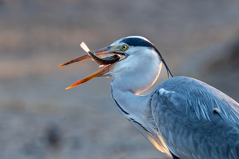 Sasol Highveld Photography Club - Edmund Hattingh - Aandete