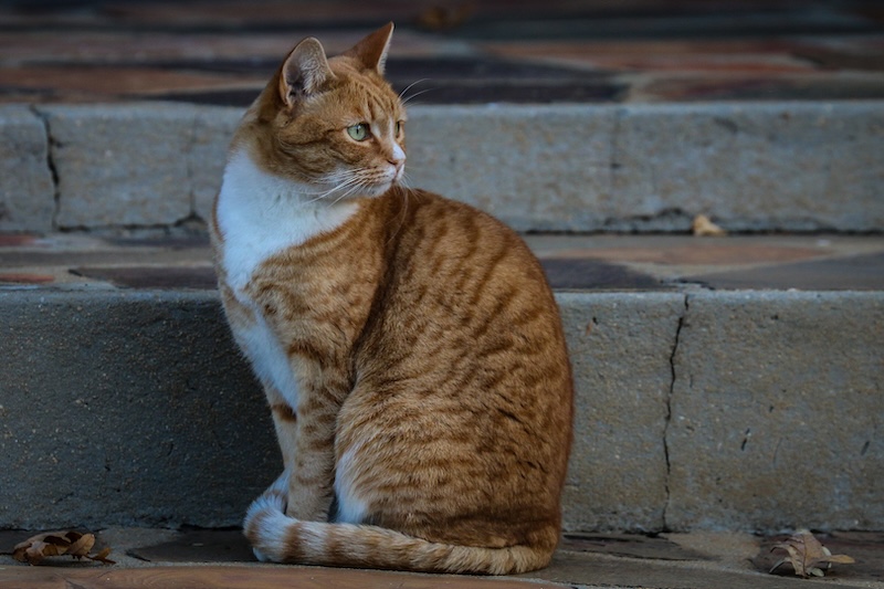Schools - Charlie Hofmeyr HS - Rian Engelbrecht - Waiting for love