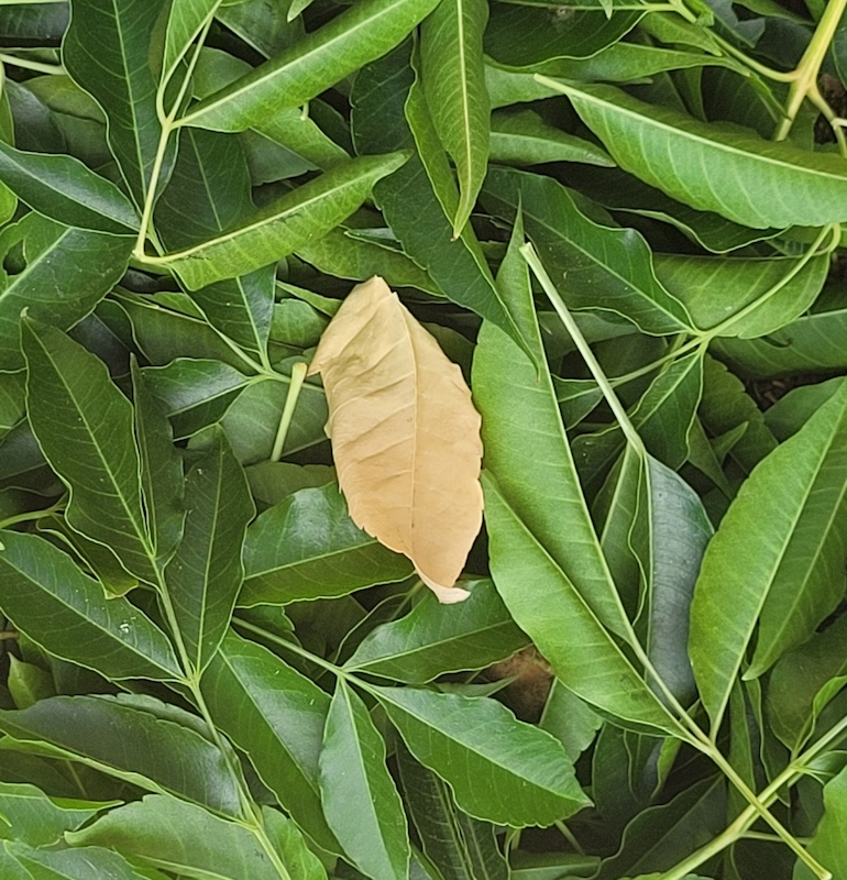 Schools - Christelike Privaatskool Malmesbury - Ivan Waller - Odd one out