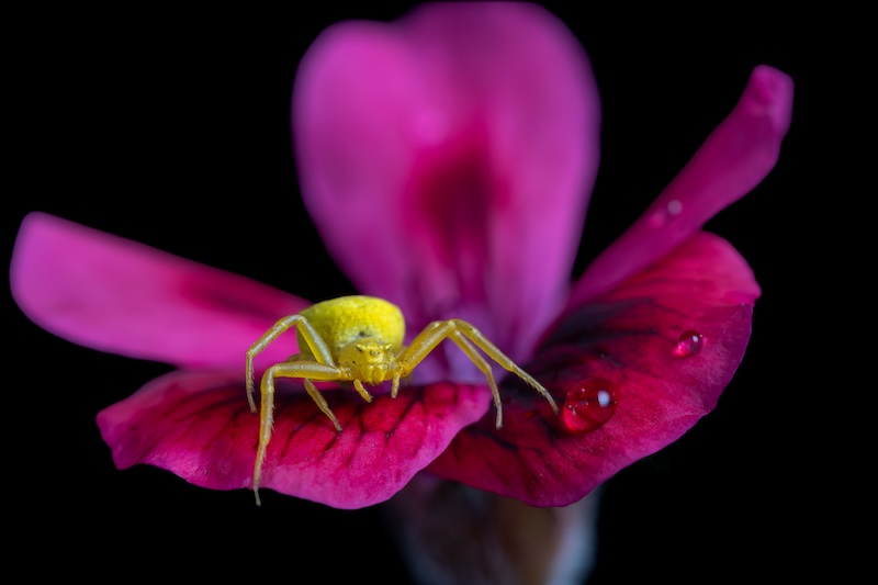 Schools - Hermies Photography Club - Stefan Botha - Petal Hunter