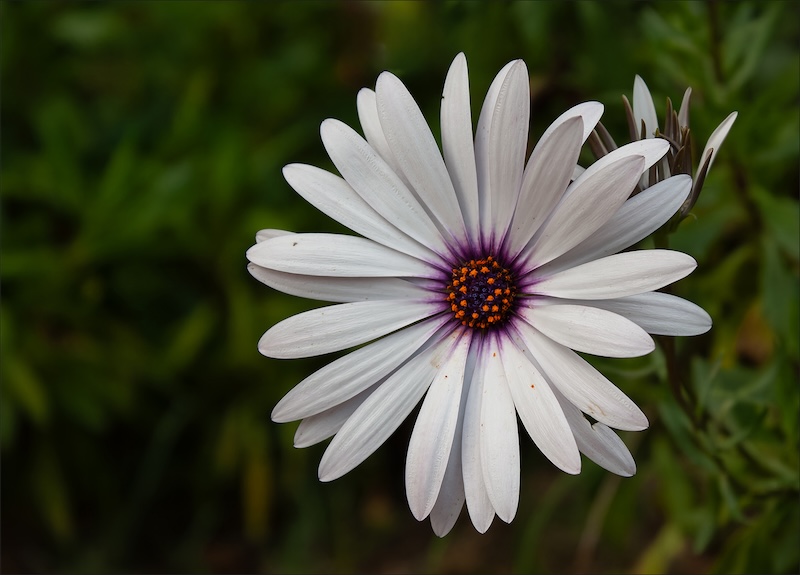 Schools - Western Cape Youth Photographers - Luane Kruger - White and purple
