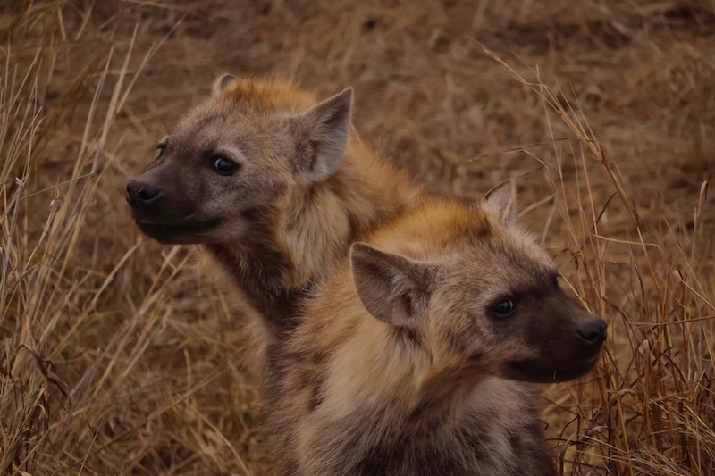 Schools - Youth Photographers - Kayla Woodroffe - Double Trouble