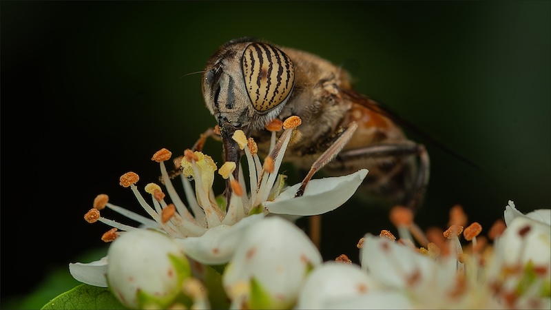 Schools - Youth Photographers - Kyla Eksteen - Hoverfly