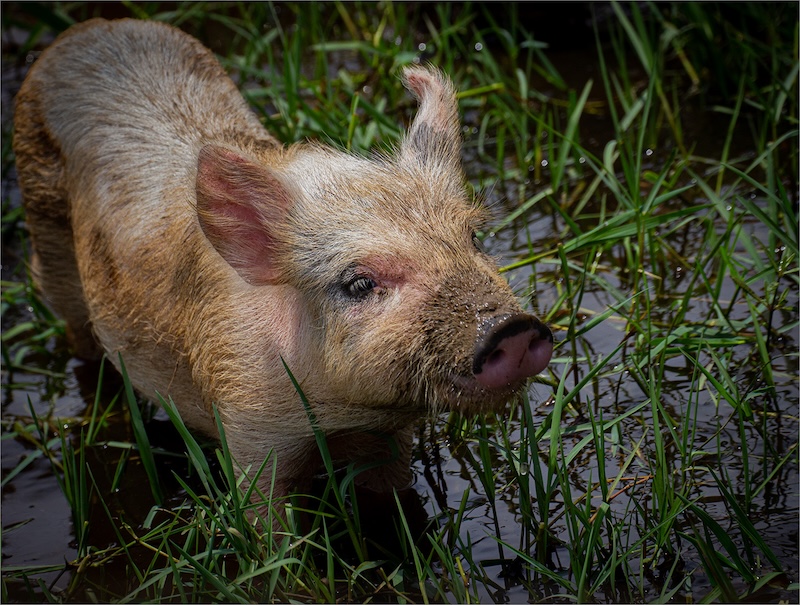 Southern Suburbs Camera Club - Stuart Robertson - MUD BATH