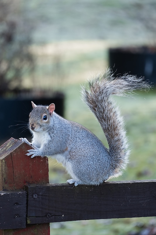 Springs Photographic Club - Noel Flaherty - John the Squirrel