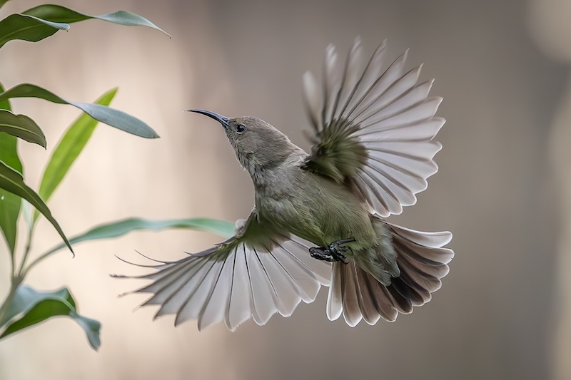 Tafelberg Fotografieklub - Amanda du Toit - Whisper of wings