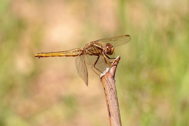 Witzenberg Photographic Society - Mabru Marais - Naaldekoker op stokkie