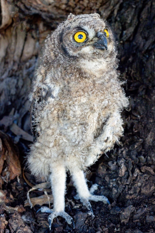 Witzenberg Photographic Society - Mabru Marais - Uil Kuiken